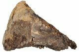 Dinosaur (Edmontosarus?) Limb Bone End - Wyoming #233832-1